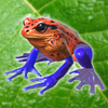 Frog Friends ícone