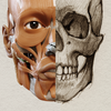 Anatomia 3D para artistas ícone