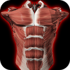 Sistema Muscular em 3D (Anatomia). ícone