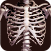 Sistema ósseo 3D (Anatomia) ícone