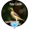 Canto Fêmea de Papa Capim ícone